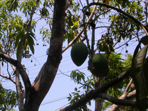 Mature Mankurad tree, Aldona