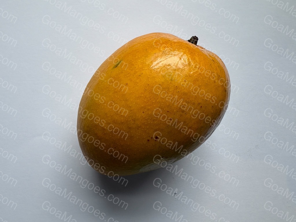 Manghilario mango variety photo 2