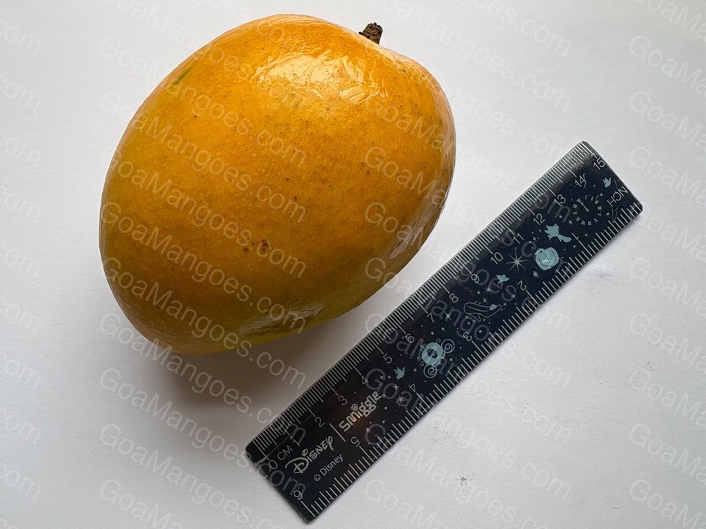 Manghilario mango variety photo 3